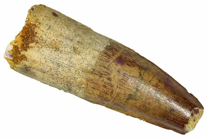 Fossil Spinosaurus Tooth - Feeding Worn Tip #360125